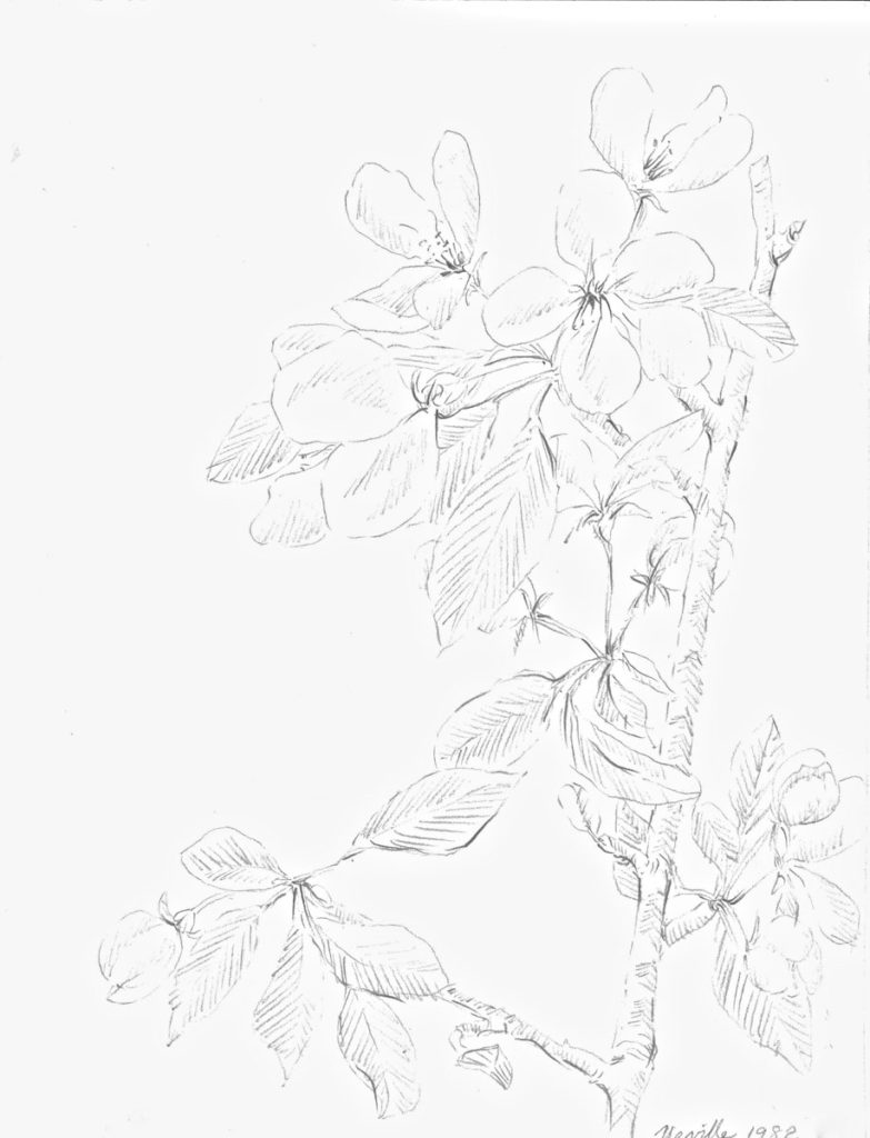graphite drawing: Apple Blossoms