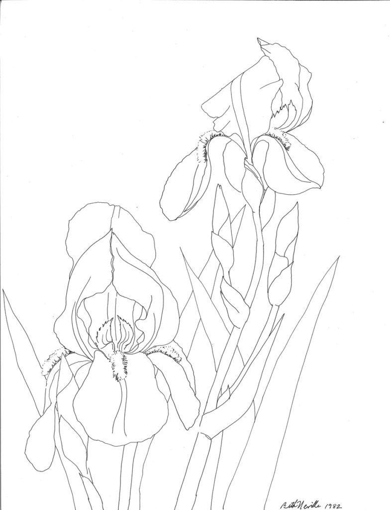 pen drawing: Bearded Iris