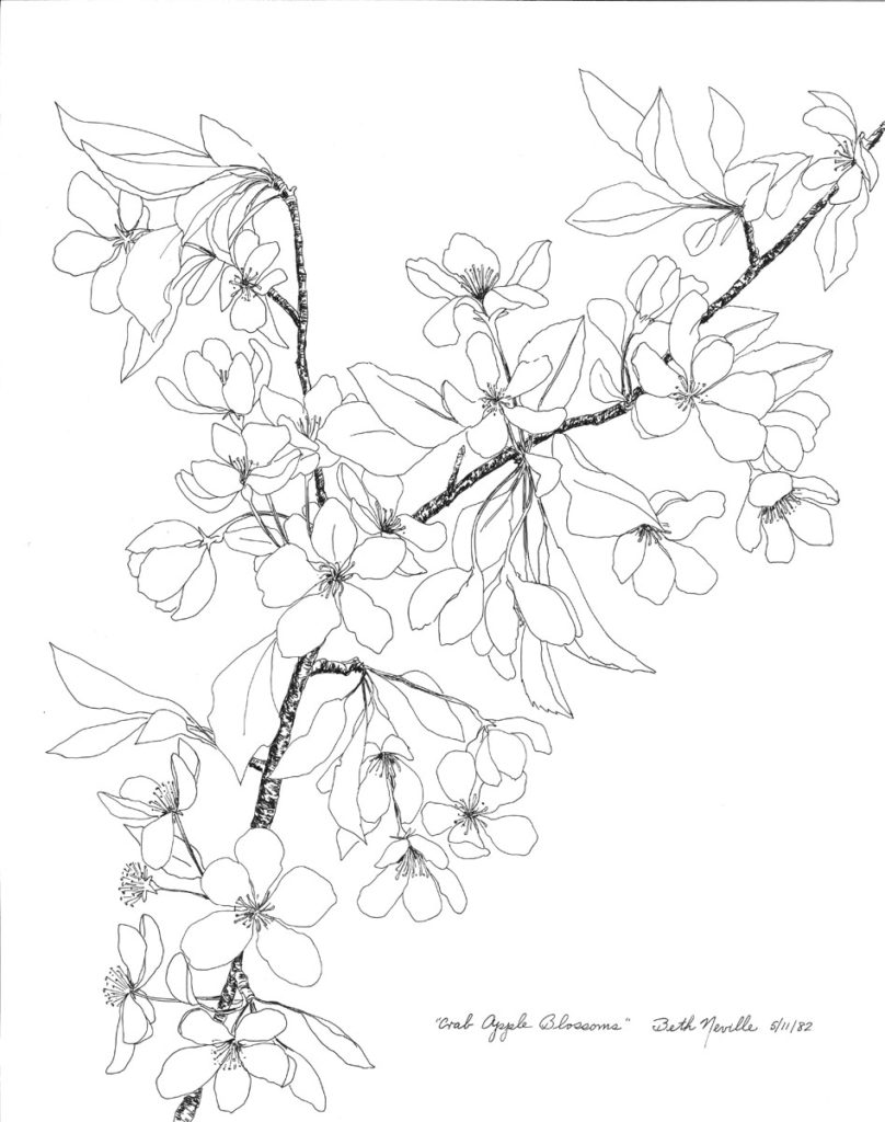 pen drawing: Crab Apple Blossoms