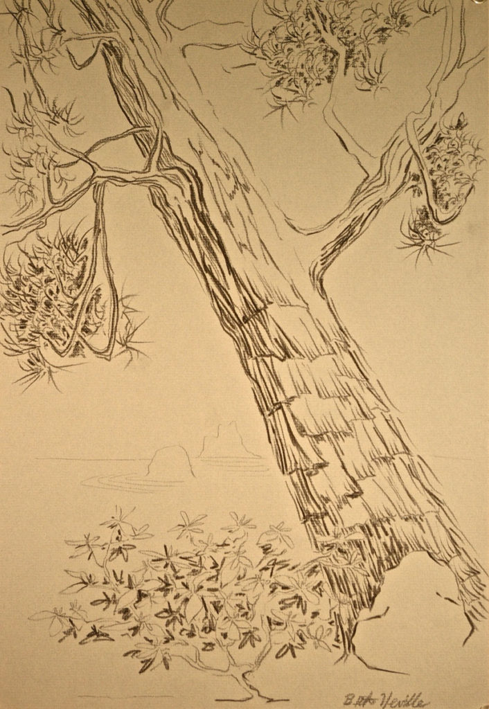 charcoal drawing: Pine Tree, Japanese Garden